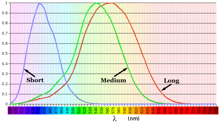 Line chart showing the degree of stimulation of each of the 3 types of cone cells by different wavelengths of light. The X axis is wavelengths from 390 nanometers to 750 nanometers. The Y axis is from 0 to 1. The lines show three bell-shaped curves, peaking at wavelengths 420, 534, and 564.