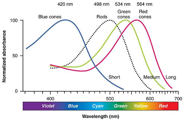 Line chart showing the degree of stimulation of each of the 3 types of cone cells and the rod cells by different wavelengths of light. The X axis is wavelengths from 390 nanometers to 750 nanometers. The Y axis is from 0 to 100. The lines for the cones show three bell-shaped curves, peaking at wavelengths 420, 534, and 564. The line for the rods show a bell-shaped curve peaking at 498.