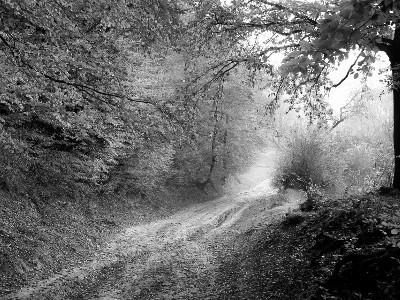 dirt road in forest with trees on both sides of the road and some leaves on the ground.