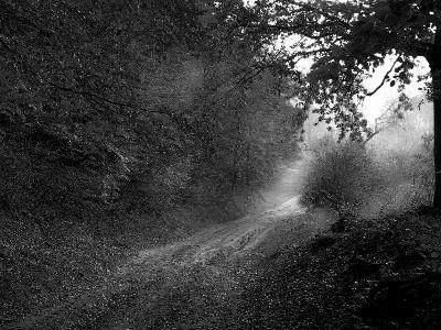 dirt road in forest with trees on both sides of the road and some leaves on the ground.