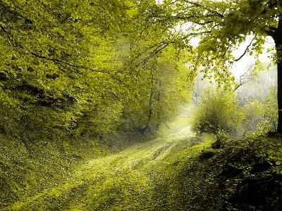 dirt road in forest with trees on both sides of the road and some leaves on the ground.