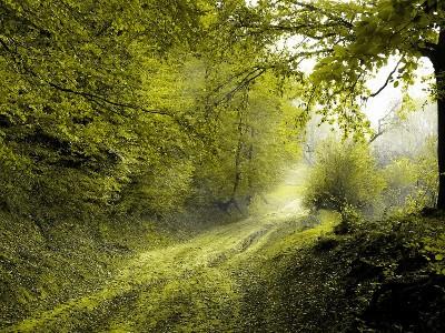 dirt road in forest with trees on both sides of the road and some leaves on the ground.