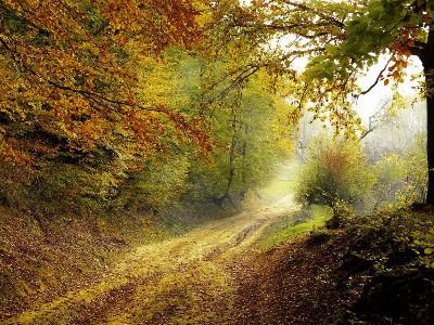 dirt road in forest with trees on both sides of the road and some leaves on the ground.