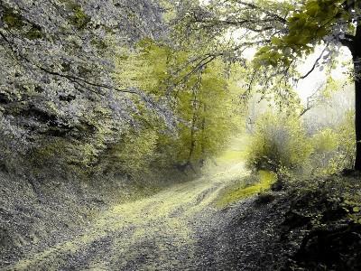 dirt road in forest with trees on both sides of the road and some leaves on the ground.