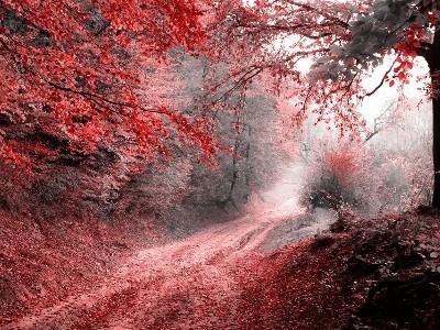 dirt road in forest with trees on both sides of the road and some leaves on the ground.