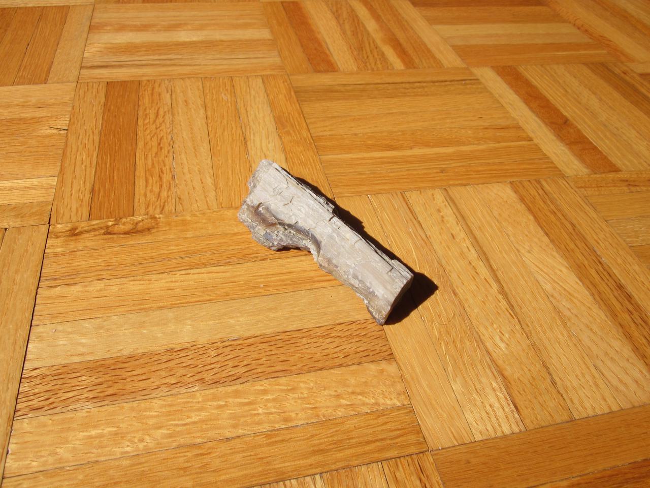 petrified wood on a parquet tiled floor