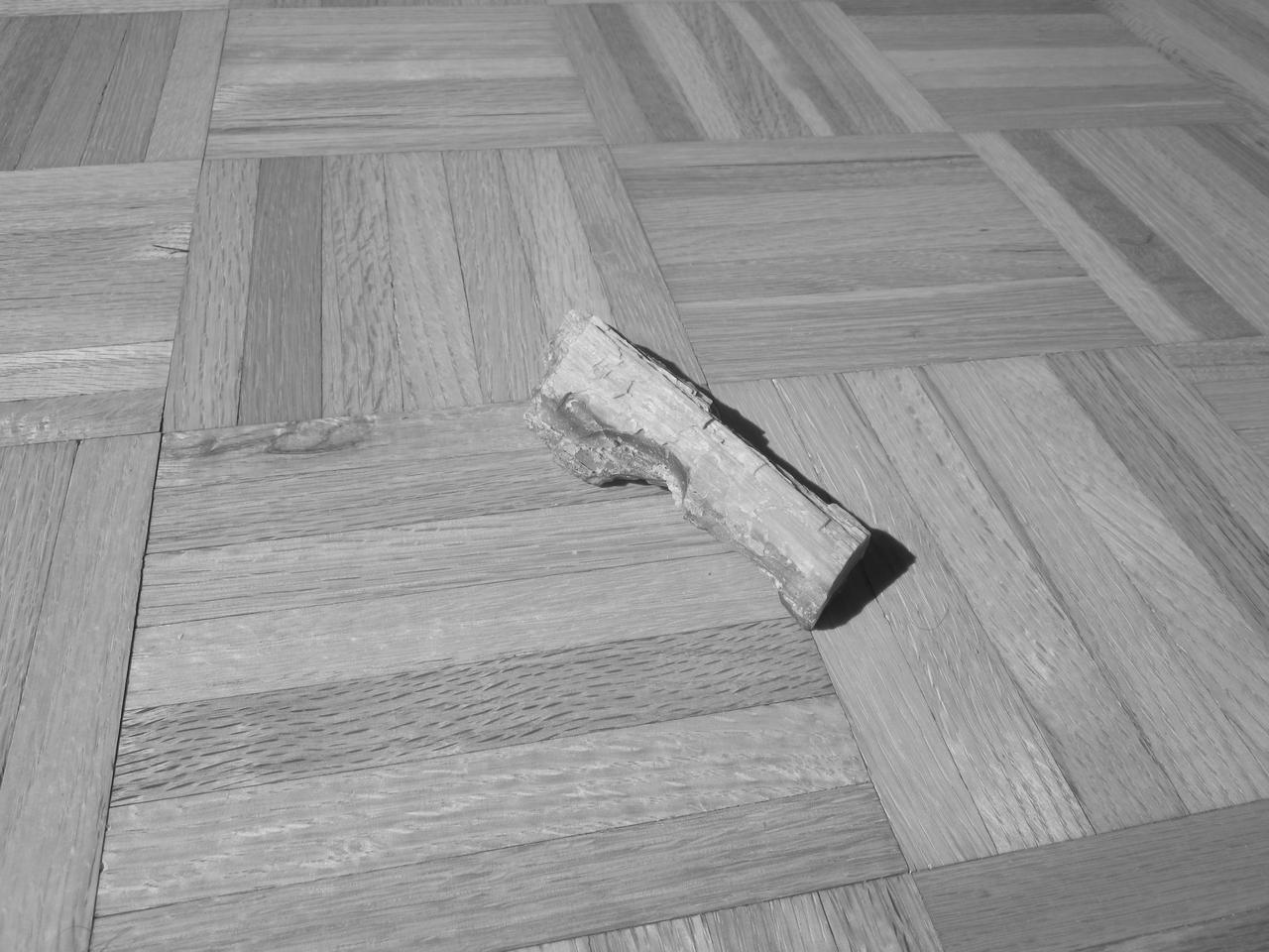 petrified wood on a parquet tiled floor